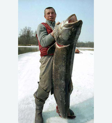 260_taimentour.ru_Taimen_Hucho taimen.jpg 260_taimentour.ru_Taimen_Hucho taimen.jpg